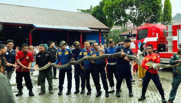 Damkar Kendari Serahkan Dua Ekor Ular Raksasa ke BKSDA Sultra