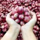 Bawang Merah