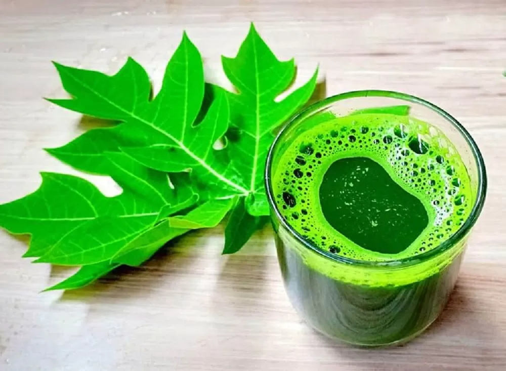 Daun pepaya