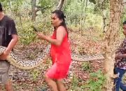 Perempuan Berbaju Merah Bantu Evakuasi Piton Raksasa di Hutan Punggaloba, Kampung Baru Kendari