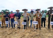 Sukseskan Program Nasional, Pemkot Kendari Aksi Tanam Jagung Serentak 1 Juta Hektar
