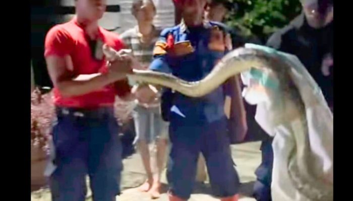 Damkar Kendari Tangkap Ular Panjang 3 Meter di Pemukiman Warga Abeli