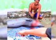 Masuk Satwa Dilindungi, Seekor Lumba-lumba Raksasa Mati di Tangan Nelayan Muna, Sultra