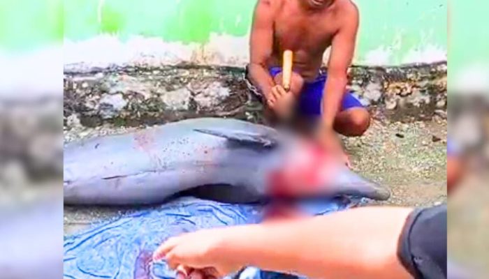Masuk Satwa Dilindungi, Seekor Lumba-lumba Raksasa Mati di Tangan Nelayan Muna, Sultra