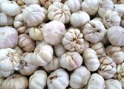 Awas RI Krisis Bawang Putih, Pernah Terjadi-Ombudsman Ingatkan Ini