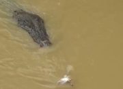 Warga Tinanggea Diterkam Buaya Saat Cari Pokea di Sungai Roraya