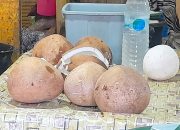 Harga Kelapa di Kendari Menggila, Tembus Rp13 ribu/Biji