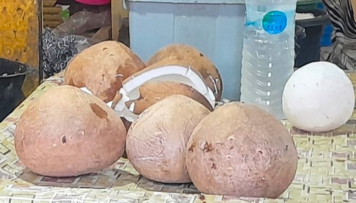 Harga Kelapa di Kendari Menggila, Tembus Rp13 ribu/Biji