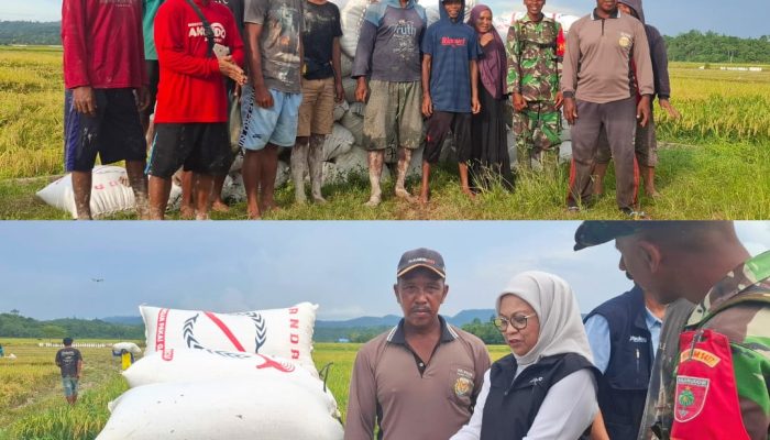 Senyum Bahagia Petani Sultra: Kali Pertama Nikmati Harga Gabah Tinggi dari Bulog