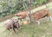 Harga Sapi Kurban di Muna Barat Merangkak Naik, Paling Murah Rp11 Juta per Ekor