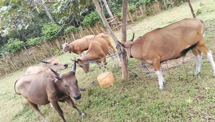 Harga Sapi Kurban di Muna Barat Merangkak Naik, Paling Murah Rp11 Juta per Ekor