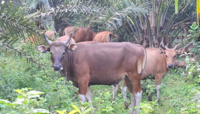 Harga Sapi Kurban di Kolono Konsel Tembus Rp14 Juta, Bobotnya Capai 100 Kilogram 