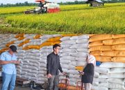 Bulog Lakukan Penyerapan Masif Panen Raya Padi di Konawe: Tak Ada Beras yang Bocor ke Luar Sultra