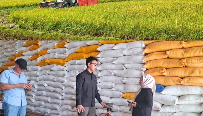 Bulog Lakukan Penyerapan Masif Panen Raya Padi di Konawe: Tak Ada Beras yang Bocor ke Luar Sultra