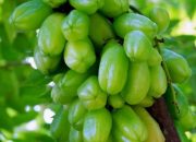 Manfaat Konsumsi Belimbing Wuluh, Buah Asam yang Baik untuk Kesehatan