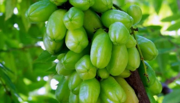 Manfaat Konsumsi Belimbing Wuluh, Buah Asam yang Baik untuk Kesehatan