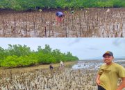 Daaz Group Inisiasi Penanaman Mangrove di Wawolesea Konut, Aksi Dimulai Besok!