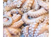 Gurita Beku & Daging Kepiting Asal Sultra Tembus Pasar AS & Thailand