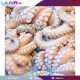 Gurita Beku & Daging Kepiting Asal Sultra Tembus Pasar AS & Thailand