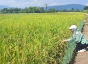 PT Vale Edukasi Petani Padi Lingkar Tambang Beralih ke Pertanian Organik yang Ramah Lingkungan