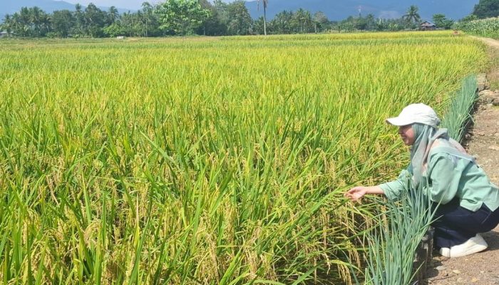 PT Vale Edukasi Petani Padi Lingkar Tambang Beralih ke Pertanian Organik yang Ramah Lingkungan