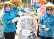 Gerakan Tanam Cabai di Tumbudadio, Strategi Perkuat Ketahanan Pangan dan Kendalikan Inflasi