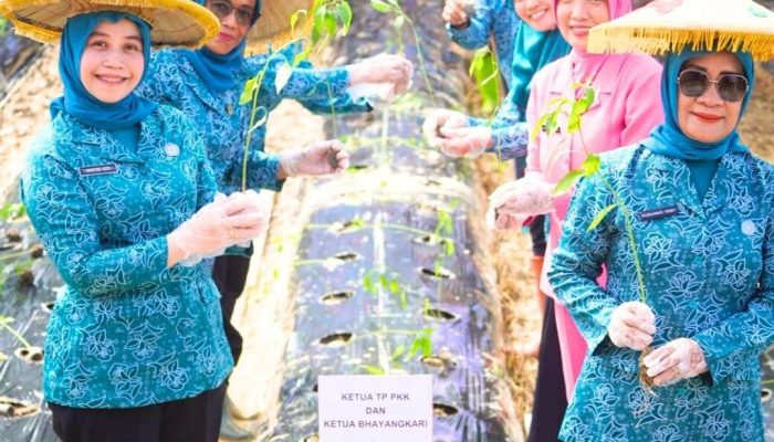Gerakan Tanam Cabai di Tumbudadio, Strategi Perkuat Ketahanan Pangan dan Kendalikan Inflasi