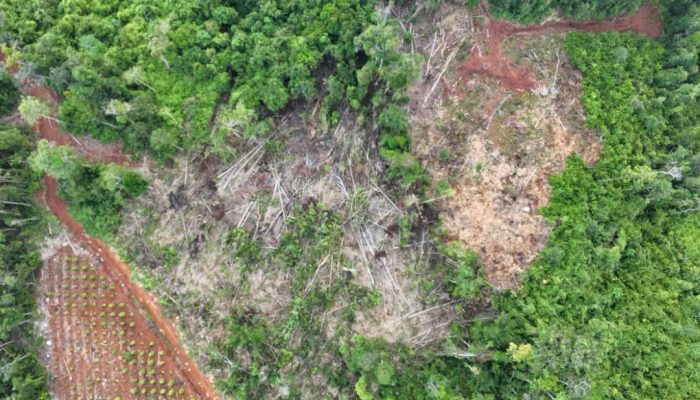 Balai Gakkumdu Ciduk Tiga Pelaku Pembalakan Liar di Lutim, Warning Keras ke Pelaku Lain