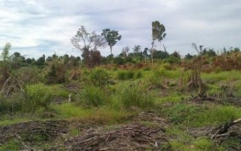 Tanah Nganggur Disita Negara