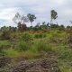 Tanah Nganggur Disita Negara