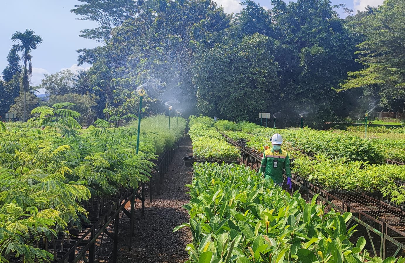 Modern Nursery PT Vale Indonesia IGP Sorowako terintegrasi dalam kawasan Taman Kehati Sawerigading Wallacea berdiri sejak tahun 2006 memproduksi rerata 700.000 bibit per tahun. Fasilitas persemaian modern ini menyemai bibit tanaman lokal, pionir dan endemik untuk mendukung program rehabilitasi dan reklamasi lahan pascatambang menjaga. Prinsip reklamasi berkelanjutan dijalankan PT Vale mengembalikan lahan pascatambang ke kondisi hutan sediakala. Foto : Siti Marlina