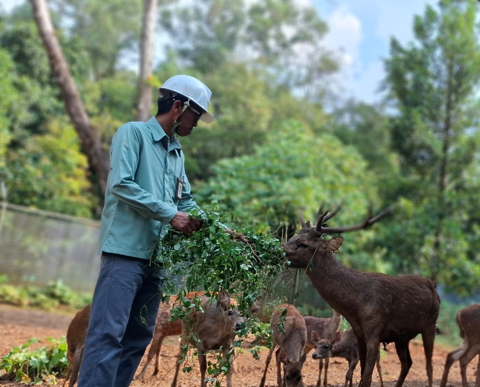 Tempat Penangkaran Rusa Timor (Cervus Timorensis) melengkapi keanekaragaman hayati dalam kawasan Taman Kehati Sawerigading Wallacea di site Sorowako. Taman Kehati dibabgun PT Vale Indonesia menjadi sarana belajar di alam, tempat rekreasi dan wisata ilmu pengetahuan.Foto: Siti Marlina 