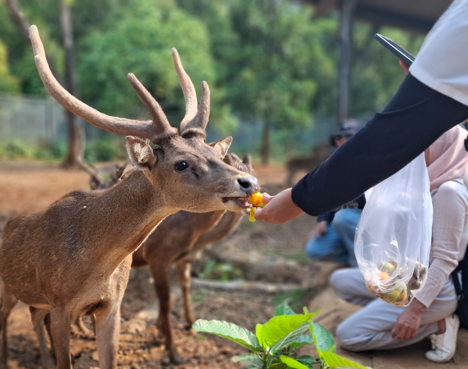 Pengunjung berinteraksi dengan hewan Rusa Tomor di Taman Kehati Sawerigading Wallacea terletak di Site Sorowako, Kabupaten Luwu Timur, Sulawesi Selatan. Kunjungan wisata edukasi Taman Kehati dibuka untuk masyarakat umum setiap hari Sabtu pukul 07.00-17.00 Wita. Foto : Siti Marlina