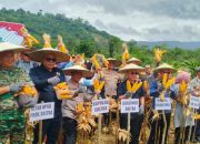 Gubernur Andi Sumangerukka Hadiri Panen Raya Jagung Serentak di Koltim