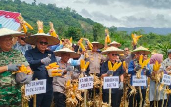 Gubernur Andi Sumangerukka Hadiri Panen Raya Jagung Serentak di Koltim