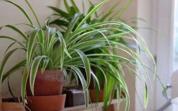 Spider Plant