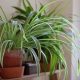 Spider Plant
