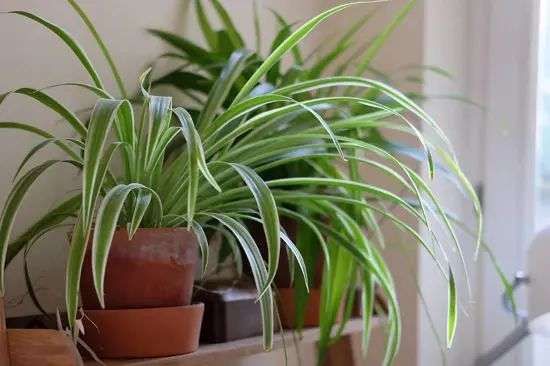 Spider Plant