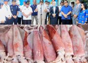 Mengenal Spesies Cumi Loligo, Komoditi Unggulan Sultra yang Diekspor ke Negara Vietnam