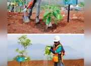 Vale Indonesia Aksi Tanam Pohon Serentak di Tiga Wilayah Operasional