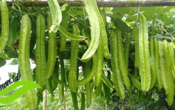 5 Jenis Tanaman Sayur Merambat yang Cocok Dibudidayakan di Rumah