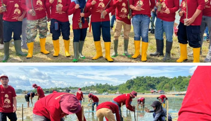 Pertamina Patra Niaga Sulawesi Aksi Tanam 1.000 Mangrove di Kendari