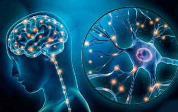 Otak dari Nol Versi Neurolog