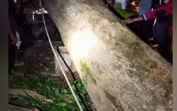 Potret kayu jati dari kawasan hutan konservasi Napabalano, Tampo, Muna, yang diamankan oleh tim BKSDA Sultra.