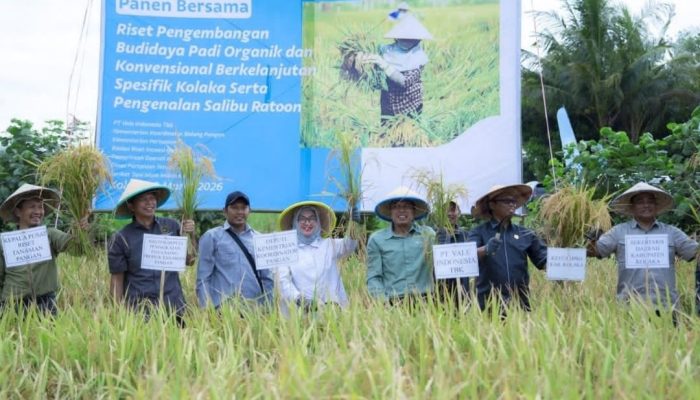 PT Vale Panen Demplot Padi Tiga Desa Binaan di Kolaka