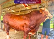 Prabowo Sumbang 18 Ekor Sapi Jumbo ke Sultra, Termahal di Koltim Rp123 Juta Jenis Limousin