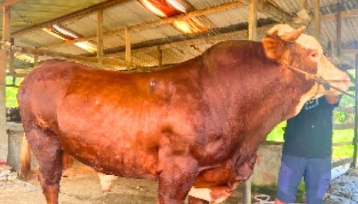 Prabowo Sumbang 18 Ekor Sapi Jumbo ke Sultra, Termahal di Koltim Rp123 Juta Jenis Limousin