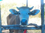Pedagang Sapi di Kendari Full Orderan Jelang Iduladha, Stok 50 Ekor Nyaris Ludes