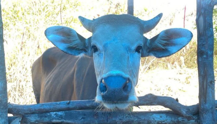 Pedagang Sapi di Kendari Full Orderan Jelang Iduladha, Stok 50 Ekor Nyaris Ludes