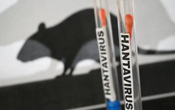 hantavirus